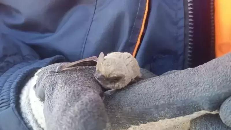 Летучая мышь влетела в дом и напугала ставропольчанку