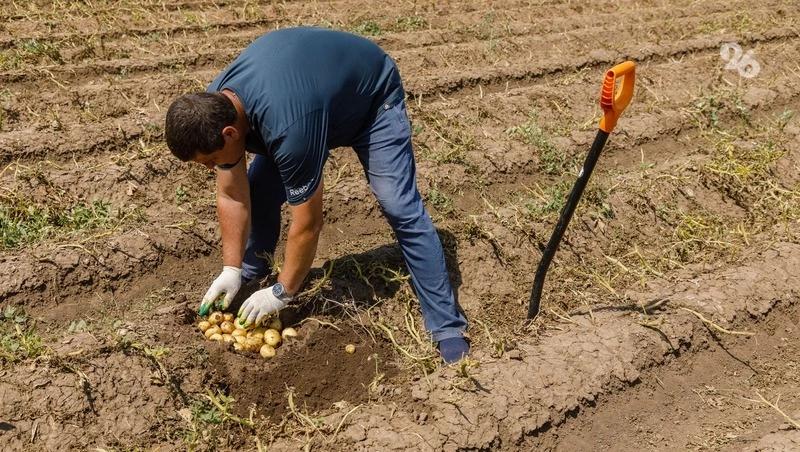 На 20% увеличили площади полей под картофель в Предгорном округе