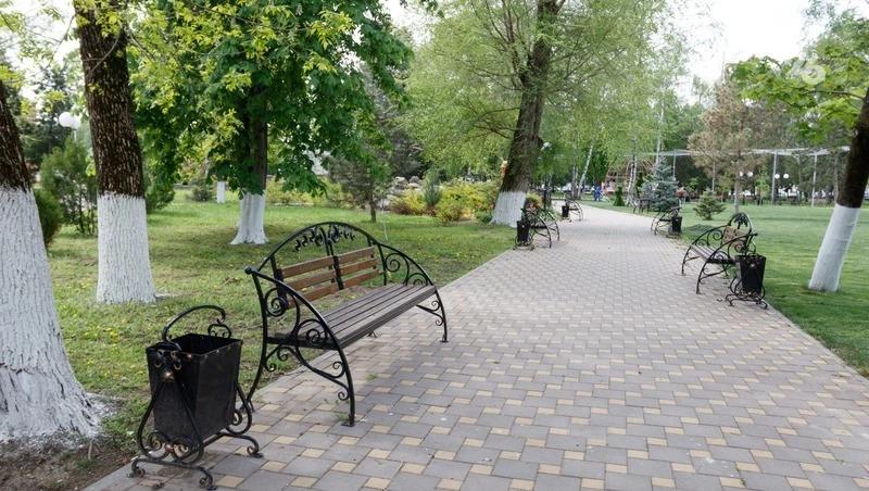 На площади Ленина в Ставрополе высадили 27 молодых клёнов