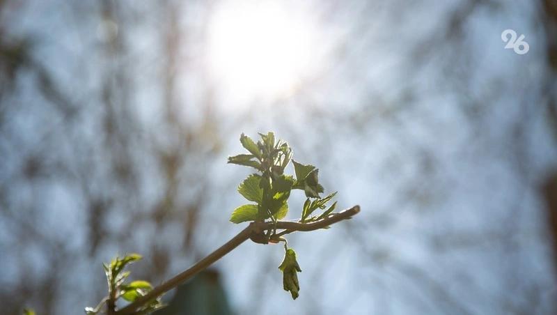 На Ставрополье 1 мая воздух прогреется до +21 градуса