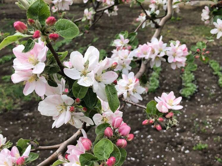 На Ставрополье 30 апреля ожидаются заморозки до -3 градусов