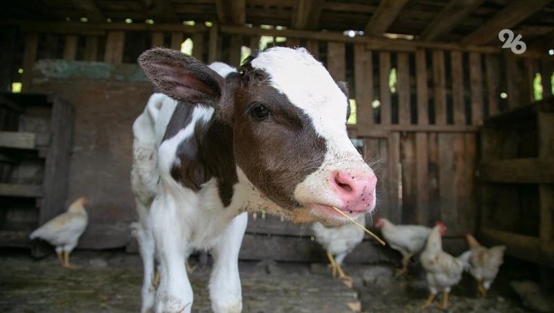 На Ставрополье экспорт молочных товаров с начала года вырос в 10 раз