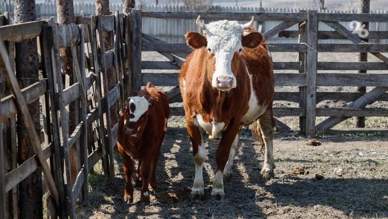 На Ставрополье набирает популярность тренд на молодёжное фермерство