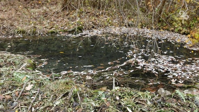 На Ставрополье очистили берег реки Юца