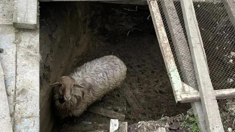На Ставрополье спасатели достали из двухметровой ямы барана Борю