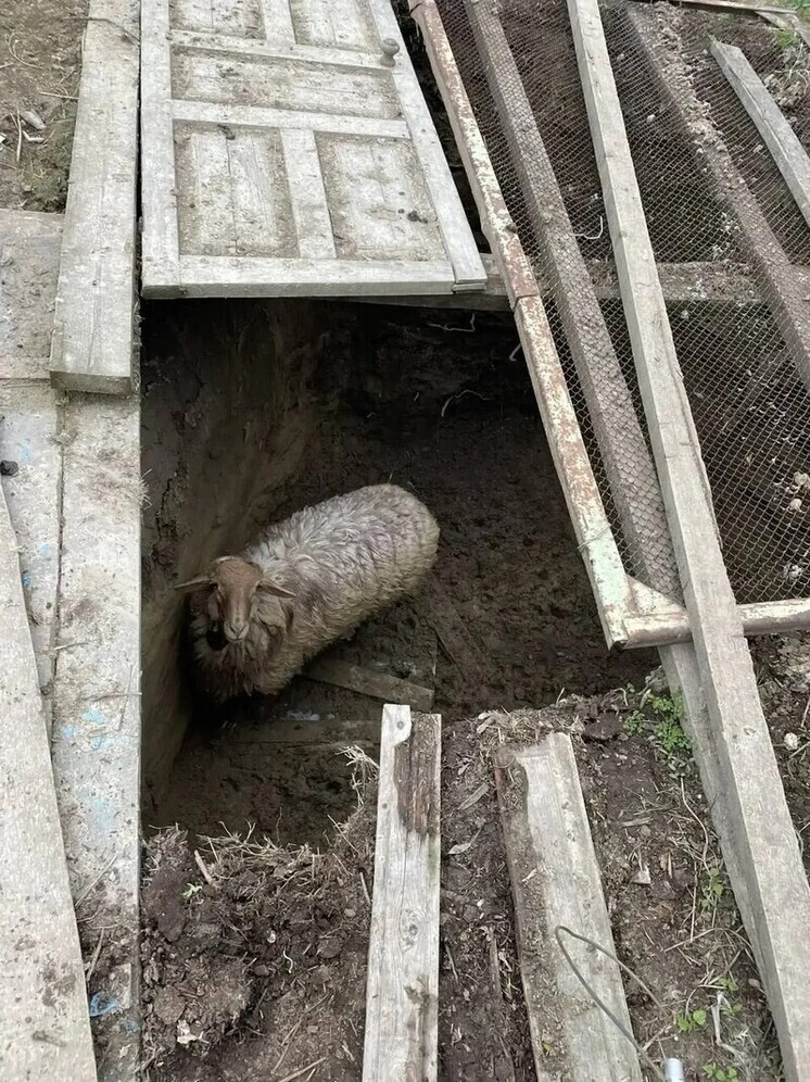 На Ставрополье спасли барана