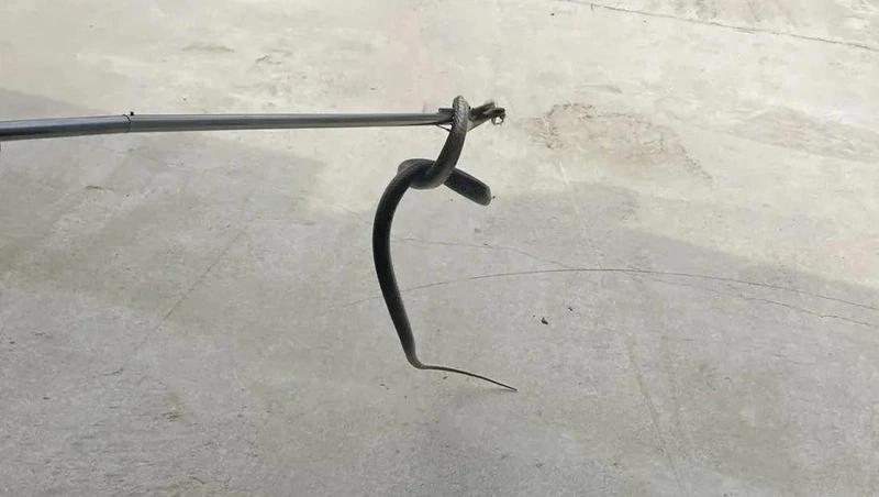 На Ставрополье стартовал сезон отлова змей