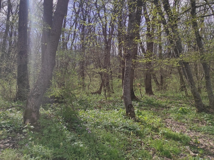 На «Вишнёвой поляне» Ставрополья появится новая экотропа