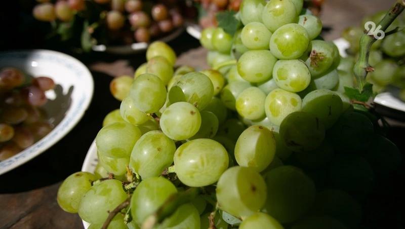 Около 16 га виноградников заложат в трёх округах Ставрополья