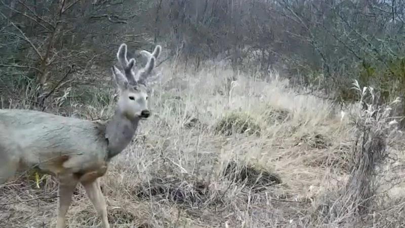 Олени на Ставрополье грациозно попозировали перед фотоловушкой