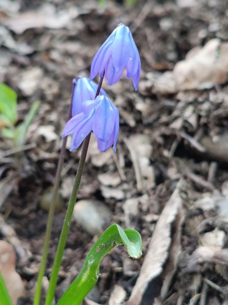 Первоцветы Северного Кавказа: не только красота, но и ключ к пониманию экосистемы
