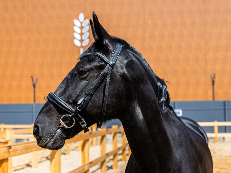 Первые за 30 лет соревнования по конкуру приняли юниоров Осетии