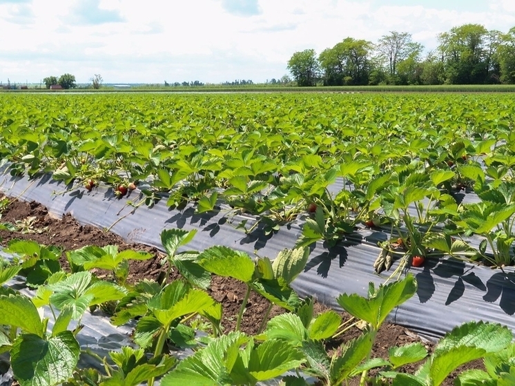 Площадь ягодных полей на Ставрополье увеличат на 10,8 га