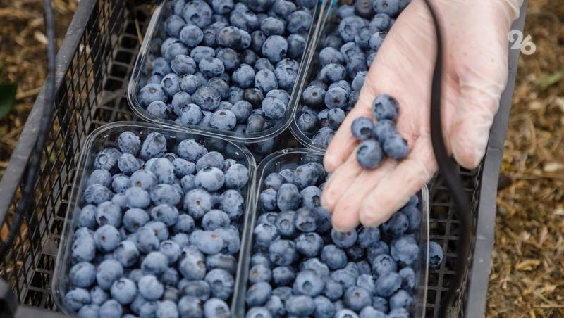 Площадь ягодных полей на Ставрополье увеличится на 10,8 га