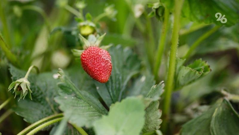 Площадь ягодных полей на Ставрополье увеличится на 10,8 га