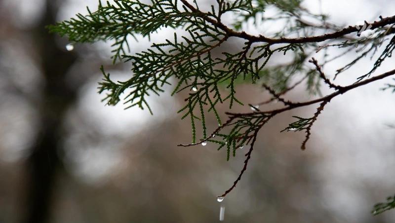 Похолодание, дожди и порывистый ветер ждут ставропольцев в начале недели