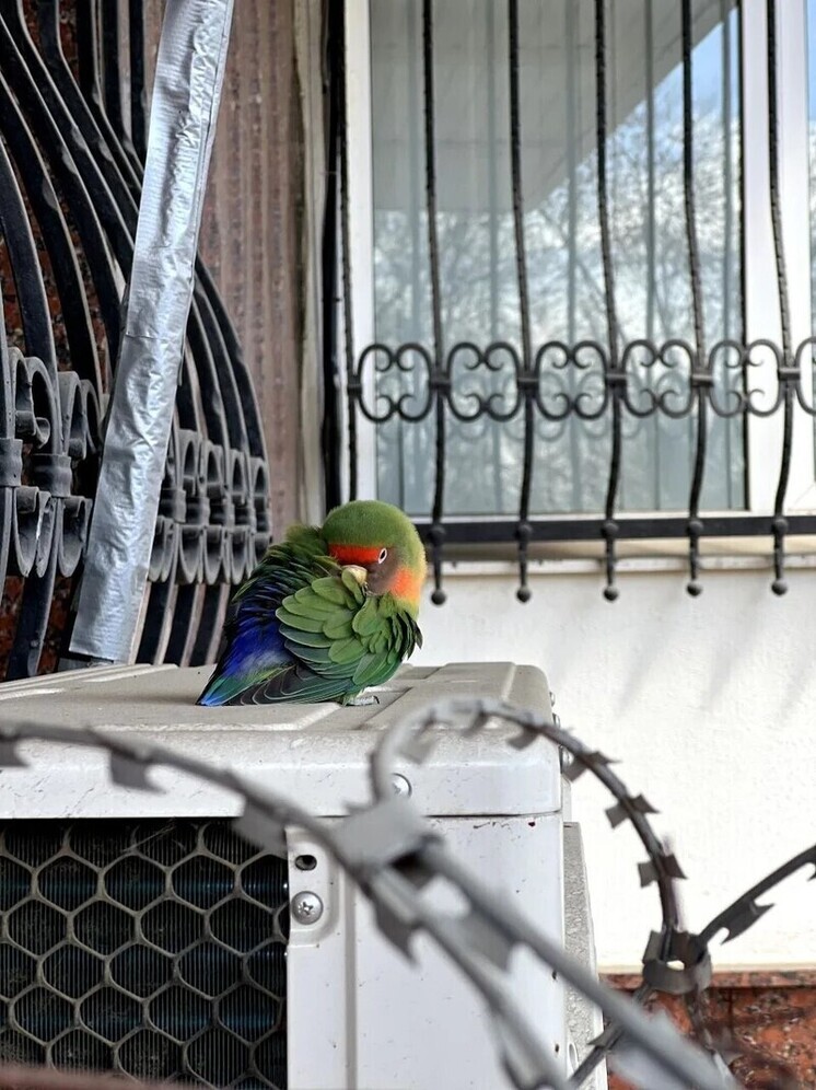 Полицейские Владикавказа приютили блудного попугая