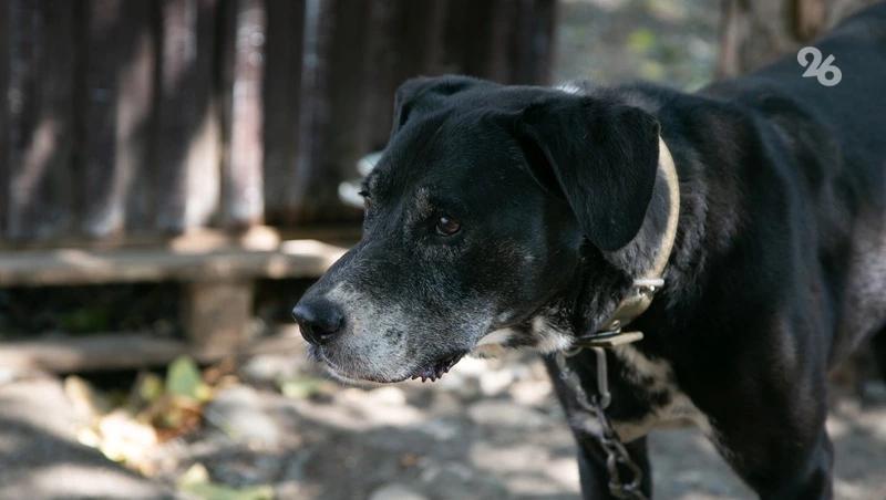 После нападения собак на ребёнка в Невинномысске возбудили уголовное дело
