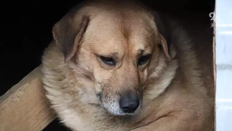 После нападения собаки на ребёнка с мэрии Светлограда взыскали 10 тыс. рублей