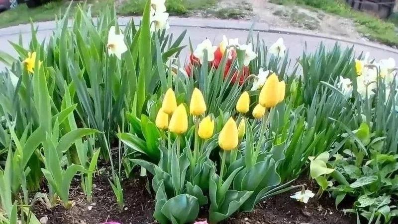 Распустились более 40 тысяч тюльпанов, высаженных жителями Кисловодска по акции