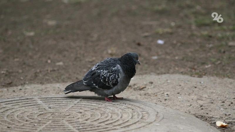 Российские юристы объяснили, кто должен убирать мёртвую птицу из подъезда