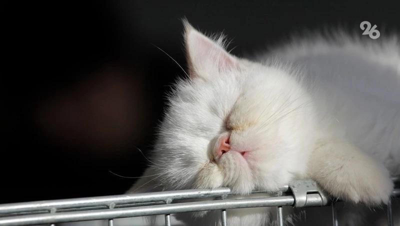 С бессонницей напрямую связан кишечник — российский терапевт