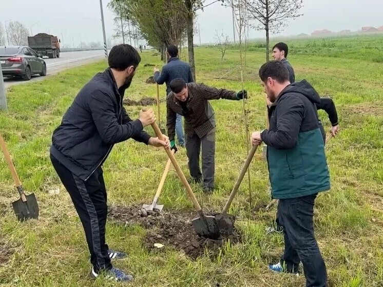 С начала года в Грозном высадили более трех тысяч деревьев