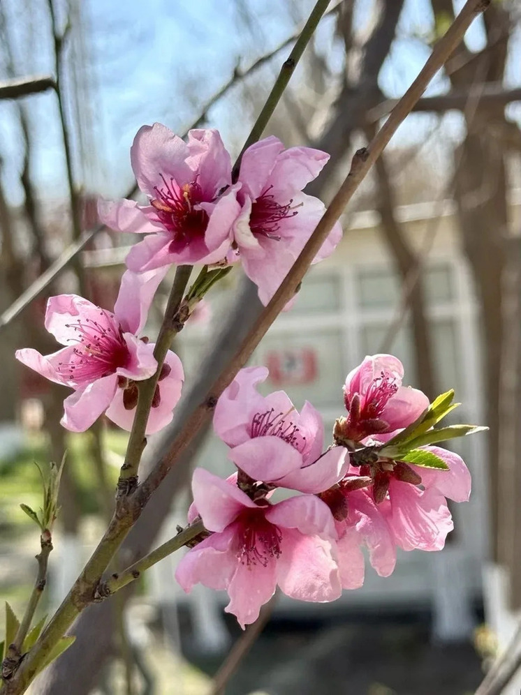 Сакура укутала Грозный нежным цветением