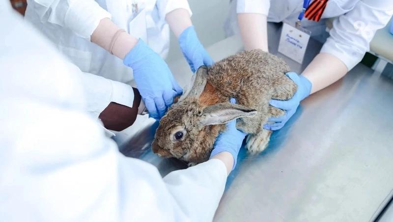 Сильнейшие студенты-ветеринары страны прошли конкурсные испытания в Ставрополе