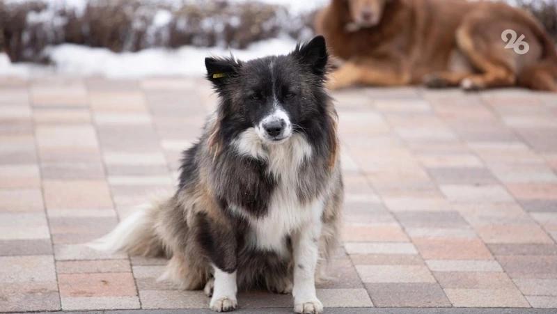 Следком проверит информацию о нападении собак на жителей Железноводска