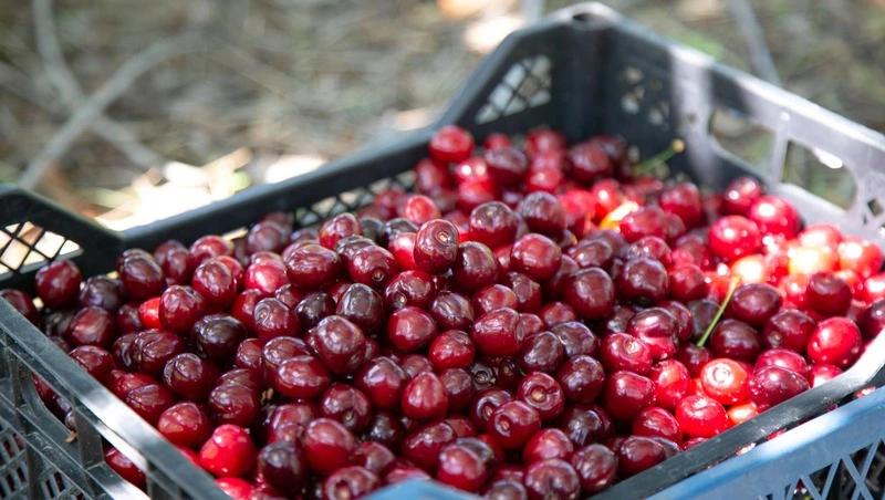 События в Иране грозят удорожанием черешни и стройматериалов &mdash; минэк Ставрополья