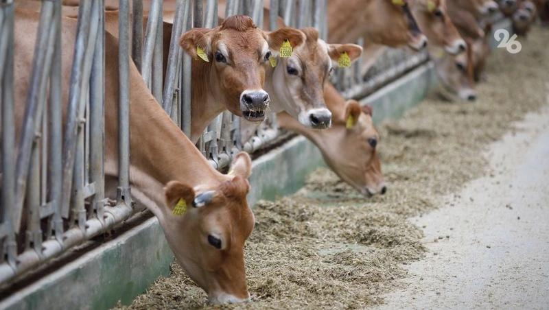 Соцконтракт помог жителю Кировского округа наладить производство кормов