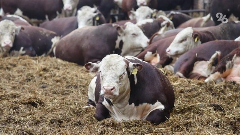 Ставрополье поможет развить российский рынок ветеринарных средств &mdash; Николай Великдань