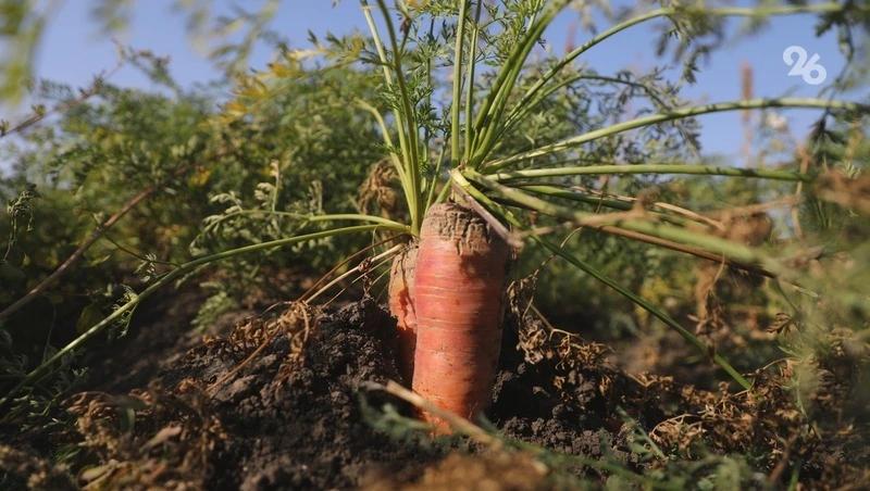 Ставропольский фермер получил субсидию за овощи, которых не было