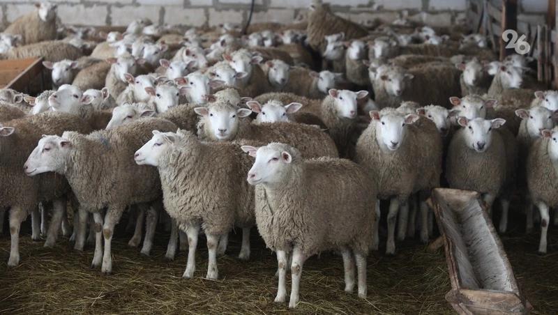 Ставропольский край примет участие во всероссийской выставке овец и коз