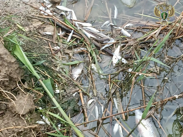 Ставропольский водоканал заплатит более 4,2 млн рублей за гибель рыбы в реке