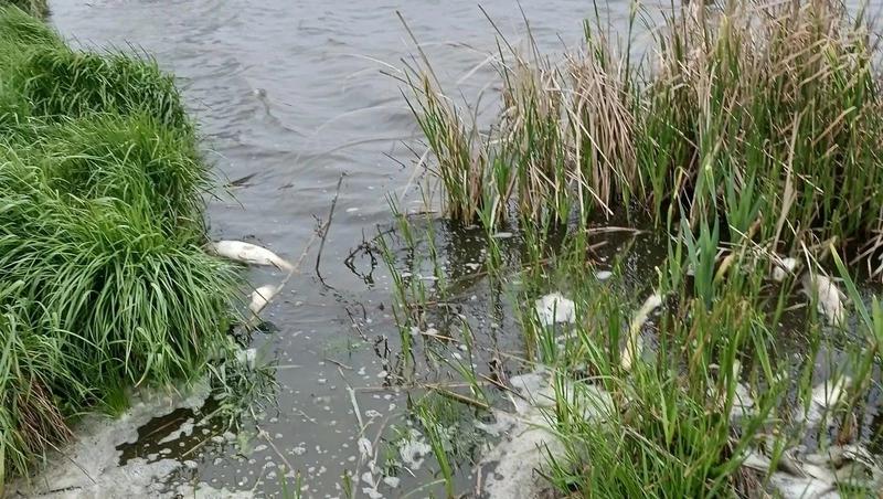 Ставропольводоканал оштрафовали на 4 млн рублей за гибель 8 тыс. рыб