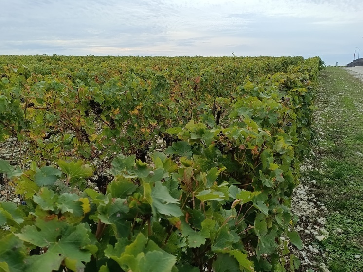 Ушёл из жизни заслуженный винодел Ставрополья Виталий Батрак