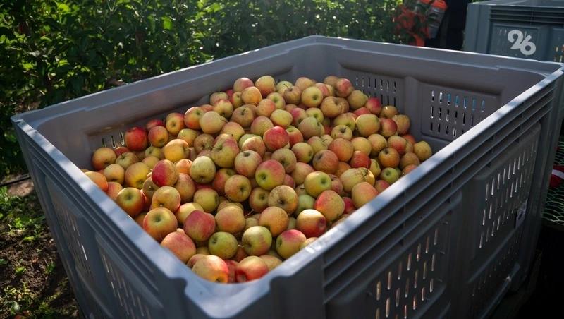 В 325 млн рублей оценили собственность садоводческой фирмы из Минвод