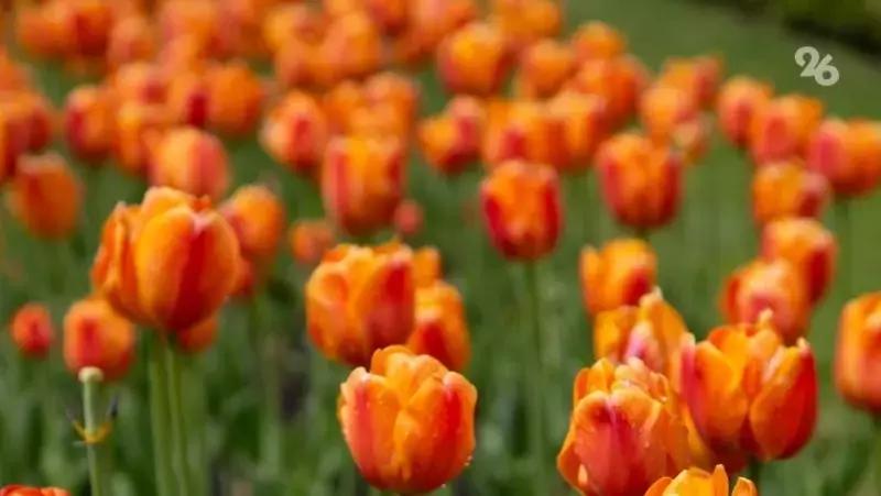 В астраханском заповеднике зацвели краснокнижные тюльпаны