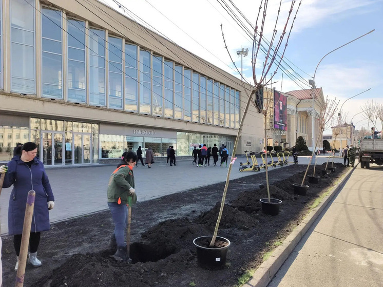 В центре Ставрополя высаживают 27 взрослых кленов