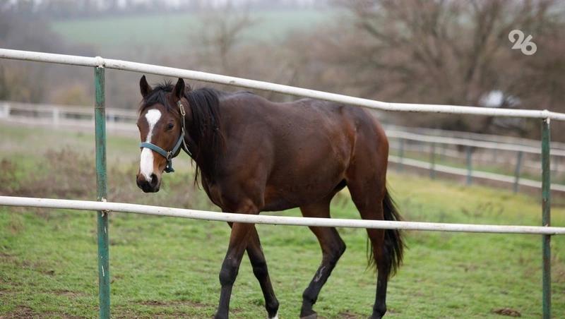 В Ессентуках лошади помогают ветеранам СВО