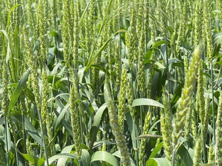 В Ингушетии до конца года запустят мукомольный комбинат