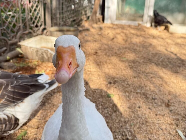 В Ипатовском округе Ставрополья за пять лет заключили 184 соцконтракта для развития ЛПХ