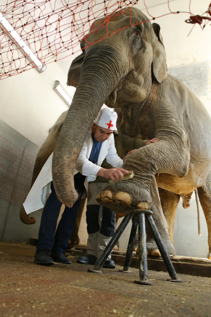 В Кисловодском цирке станцевали лезгинку на манеже и сделали педикюр слонихам  Ставрополь (Кавказ)1