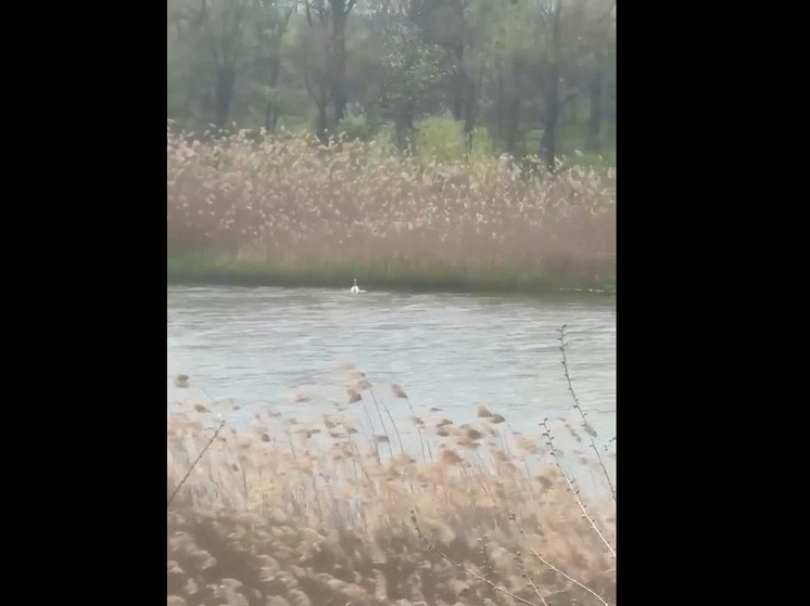 В Невинномысске спасатели проверили состояние лебедя, который показался горожанам вялым