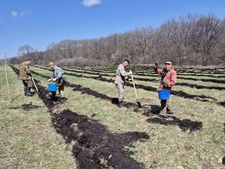 В Предгорном округе Ставрополья высадили 8,5 гектаров сосны крымской