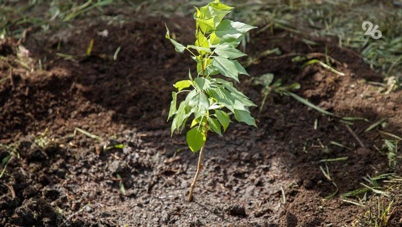 В селе на Ставрополье высадили более 200 акаций в рамках акции «Сад памяти»