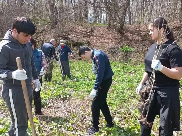 В Северной Осетии высадили более тысячи красных дубов в память о героях войны и СВО