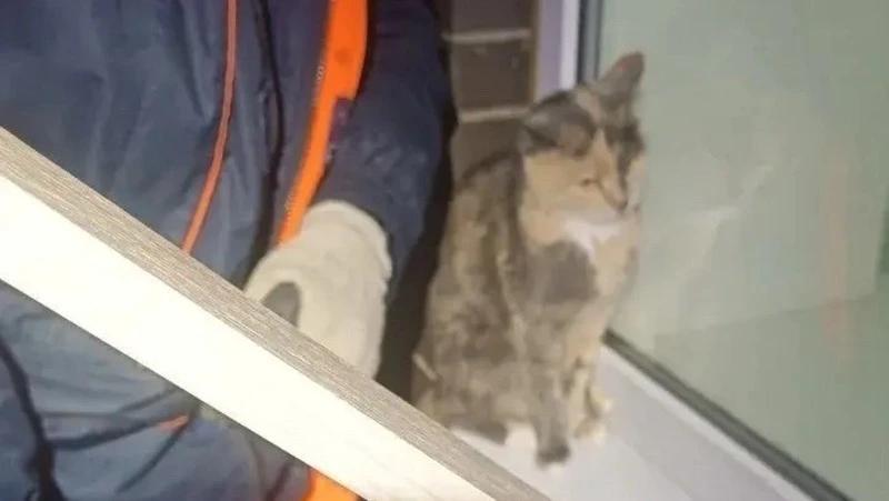 В Ставрополе спасатели вытащили кошку, упавшую в цокольный этаж